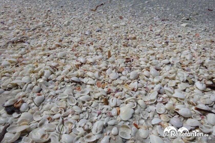 Zahlreiche Muscheln werden an den Strand von Sanibel Island gespült