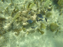 Schnorcheln am Govenors Beach auf Grand Cayman