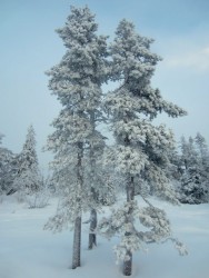 Winter Wonderland in Norwegen