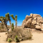 Im Joshua Tree National Park in den USA