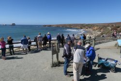 See Elefanten am Elephant Seal Viewing Point