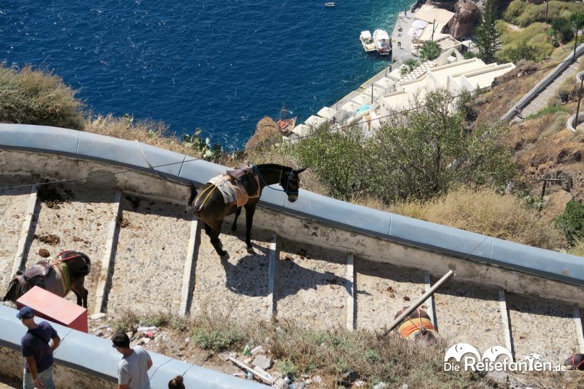 Ein Esel auf dem Weg zum Alten Hafen unterhalb Firas