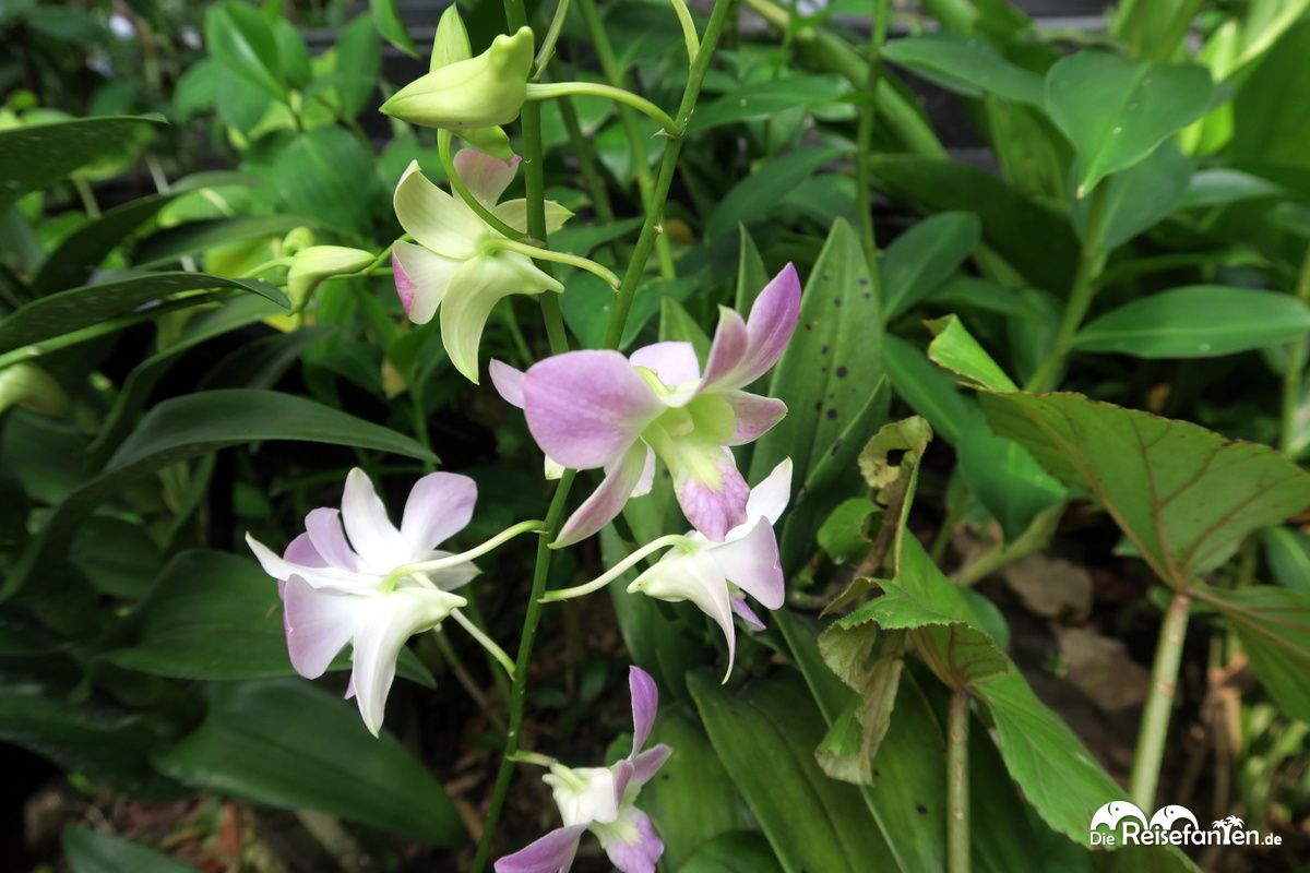 Der Botanische Garten Von Singapur Reisefanten De