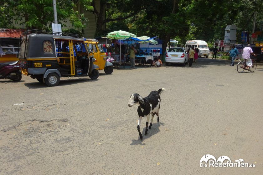 Frei laufende Tiere findet man in Cochin auch immer wieder auf der Strasse