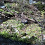 Auch ein Autoreifen lässt sich im Uferbereich der Bode im Bodetal im Harz entdecken