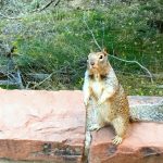 Eichhörnchen im Zion Nationalpark