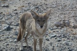 Kojote in Death Valley