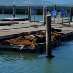 Seelöwen am Pier 39 in San Francisco