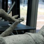 Der Knochen des Zeigefingers bei einem Toten aus Pompeji