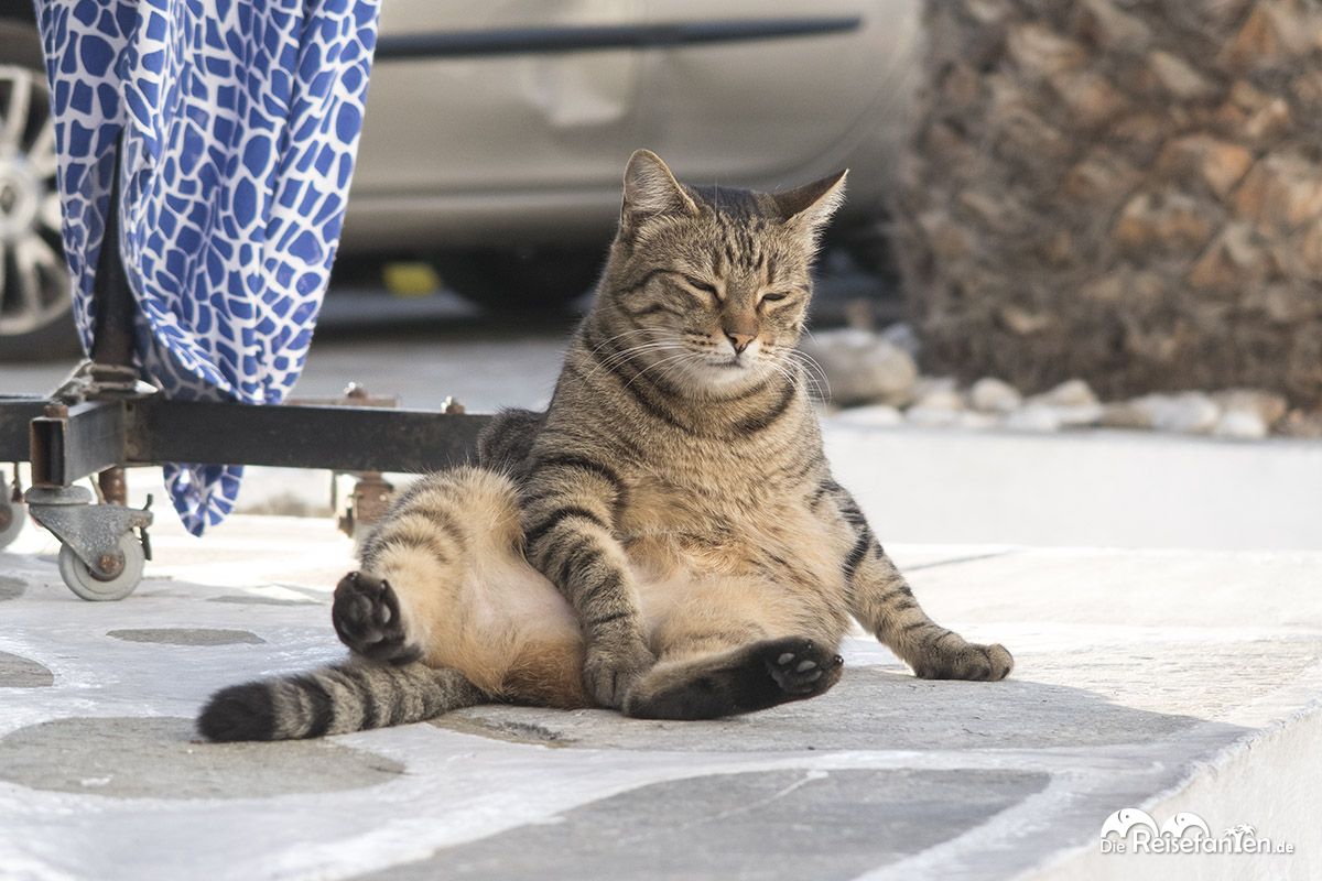 Eine Katze ruht sich lässig in Mykonos aus
