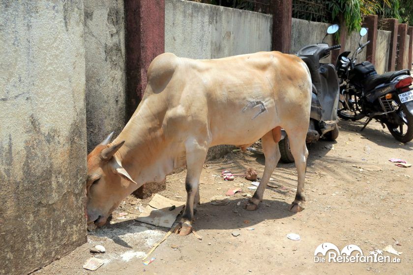 Eine Kuh am Straßenrand in Indien