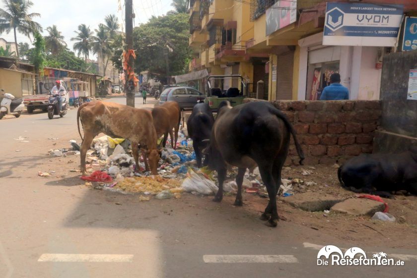 Kühe fressen den Müll auf der Straße in Indien