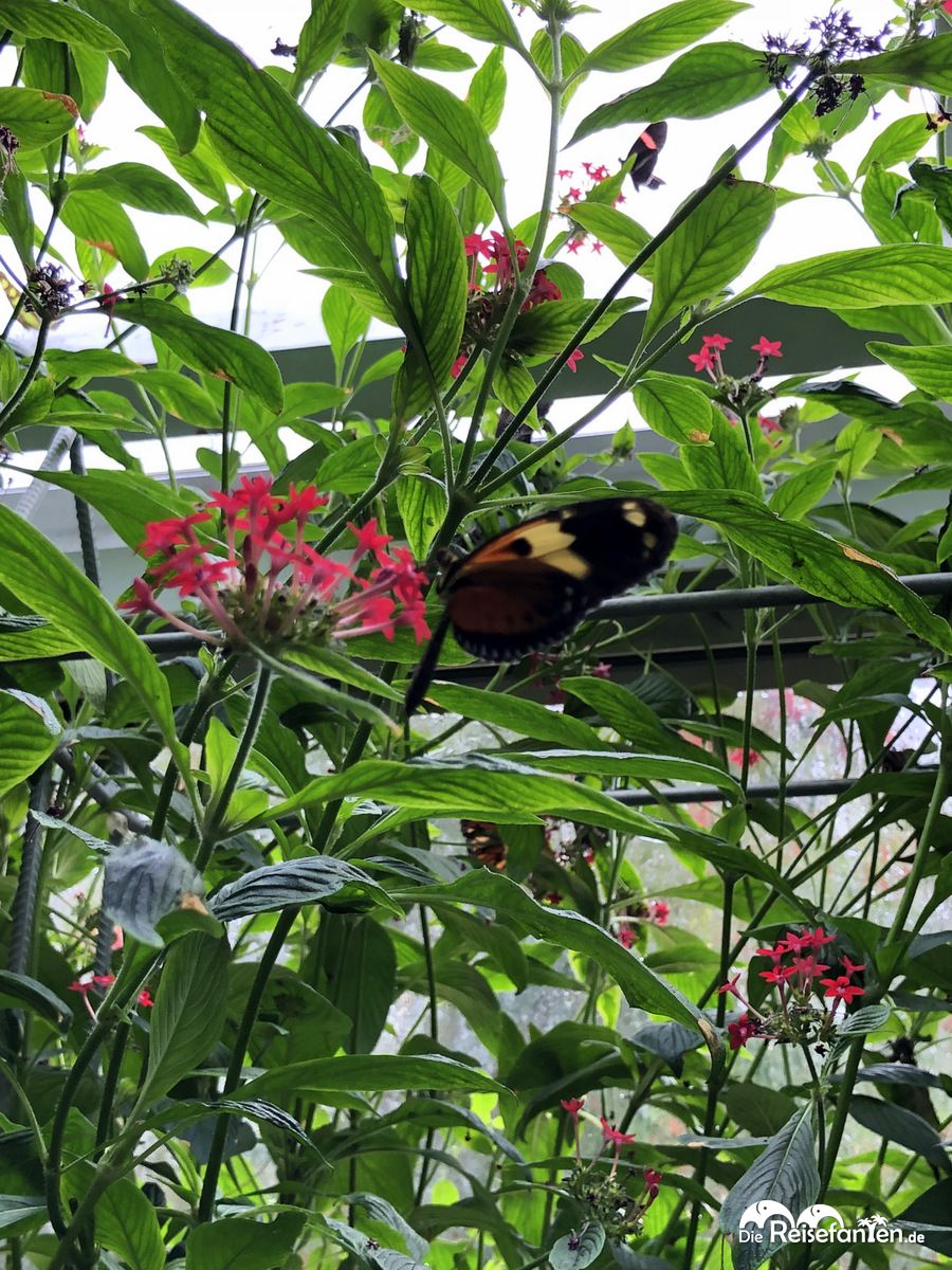 Schmetterlinge Im Botanischen Garten Des Malahide Castles