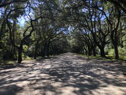 Dichte Allee auf der Wormsloe Plantation in Savannah