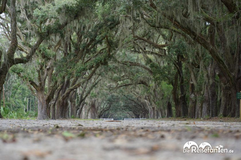 Imposante Allee auf der Wormsloe Plantation in Savannah