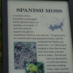 Info zum Spanischen Moos auf der Wormsloe Plantation in Savannah