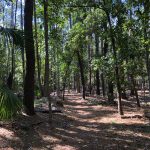 Unterschiedliche Vegetation auf der Wormsloe Plantation in Savannah