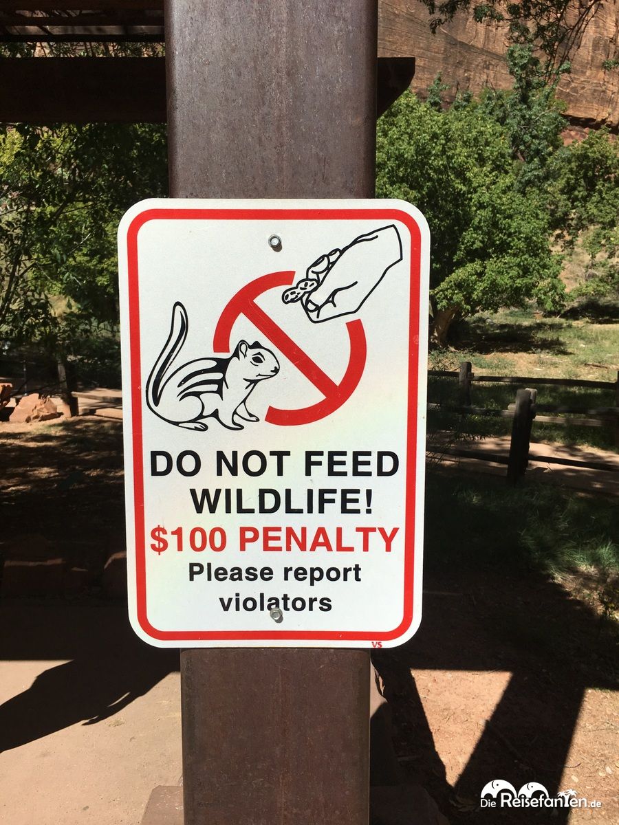 Auch das Füttern von Grauhörnchen ist in diesem Park verboten