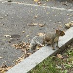 Grauhörnchen am Parkplatz