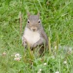 Grauhörnchen im Park