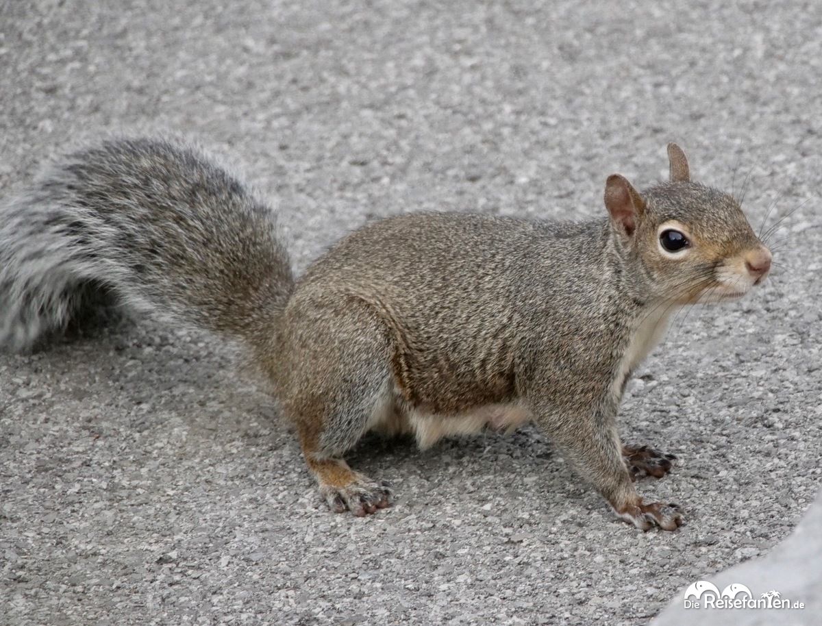 Grauhörnchen in Amerika