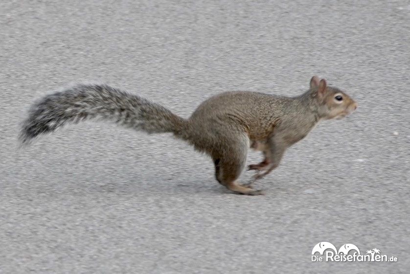 Grauhörnchen in Bewegung