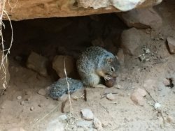 Grauhörnchen mit einer Nuss