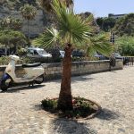 Palme in Tropea