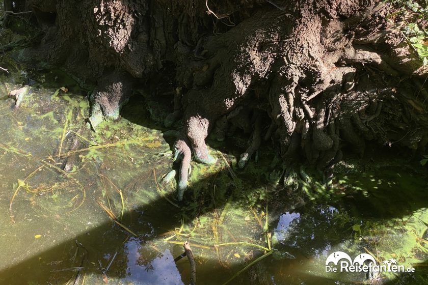 Cyanfarbene Ablagerungen am Zwischenahner Meer