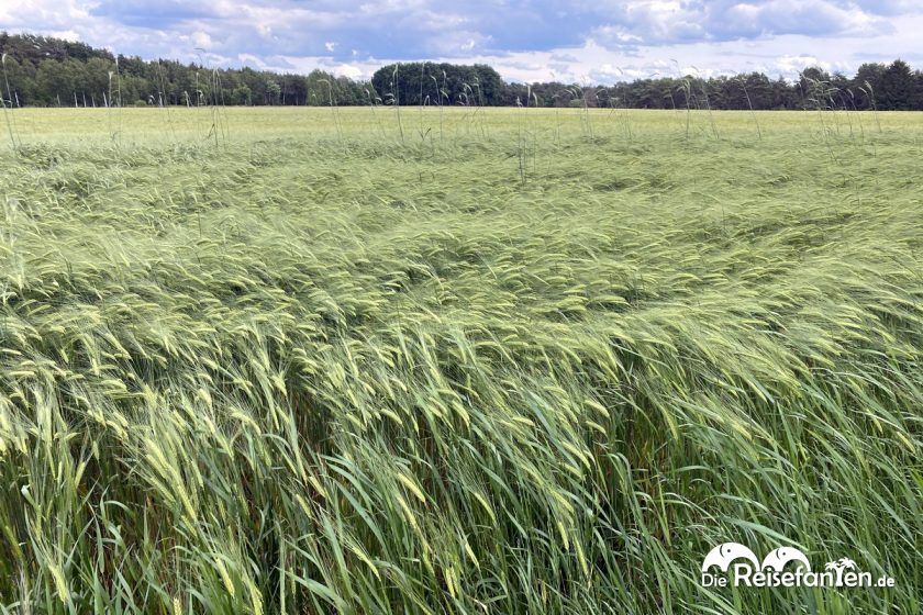 Ein Feld in der Lüneburger Heide