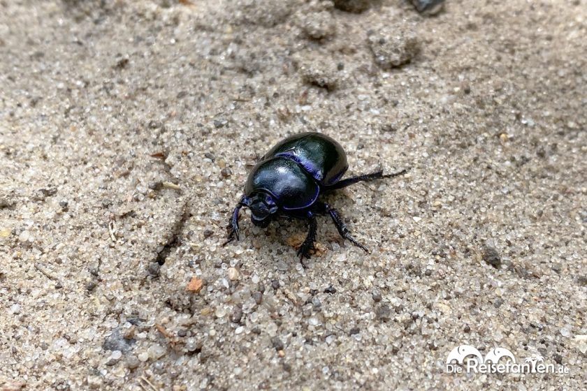 Ein Waldmistkäfer in der Lüneburger Heide