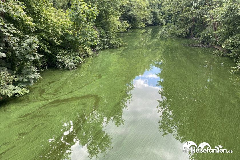 Grüne Schlieren am Zufluss zum Zwischenahner Meer