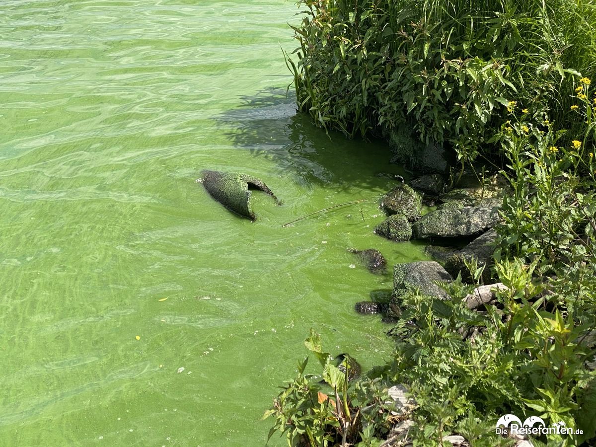 Grünes Wasser am Zwischenahner Meer