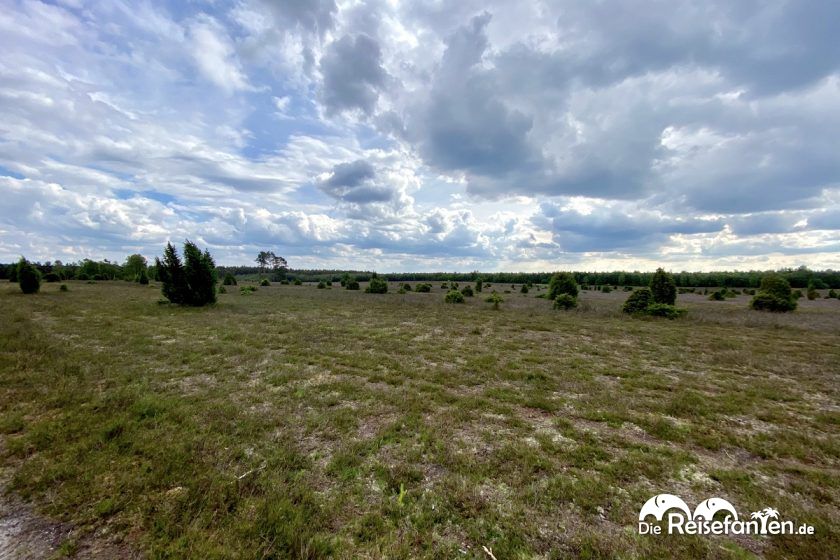 Heidelandschaft in der Lüneburger Heide