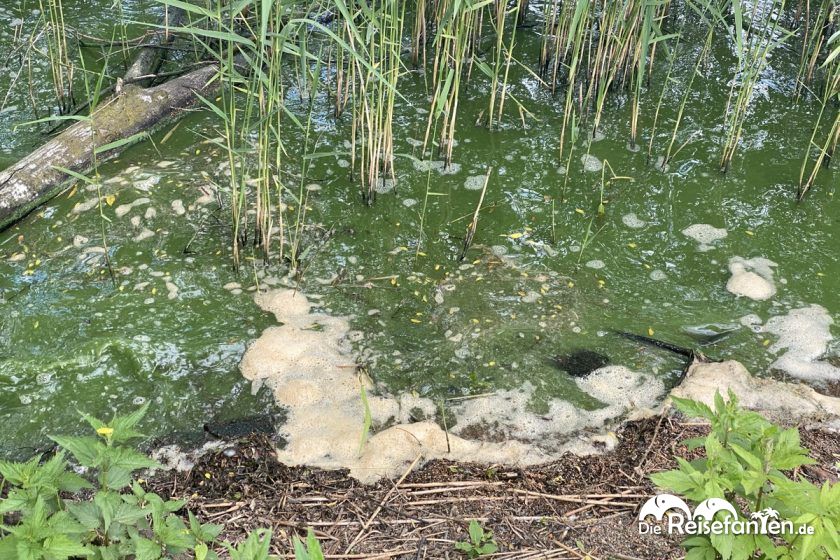 Manchmal gibt es neben dem Grün auch Schaum am Zwischenahner Meer