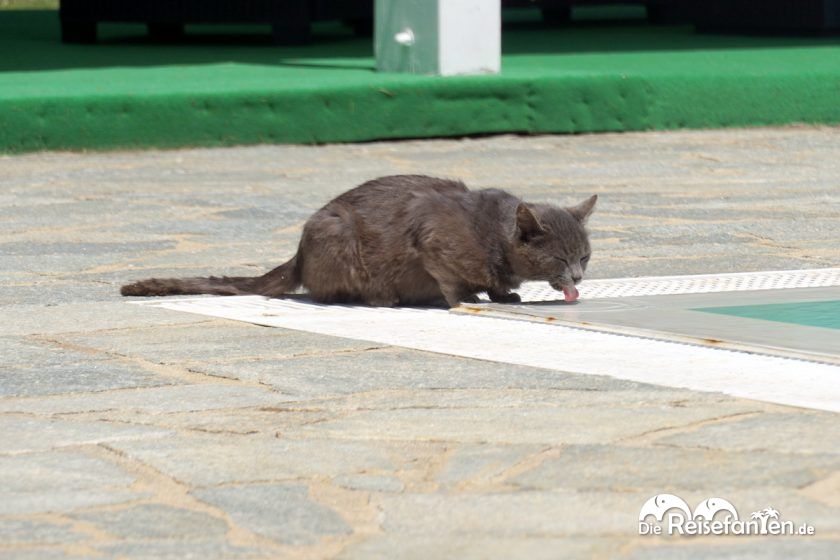 Die Toten von Pompeji | reisefanten.de