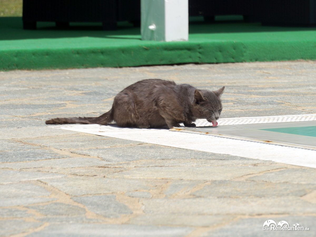 Trinkende Katze am Pool im Agriturismo Creta Rossa
