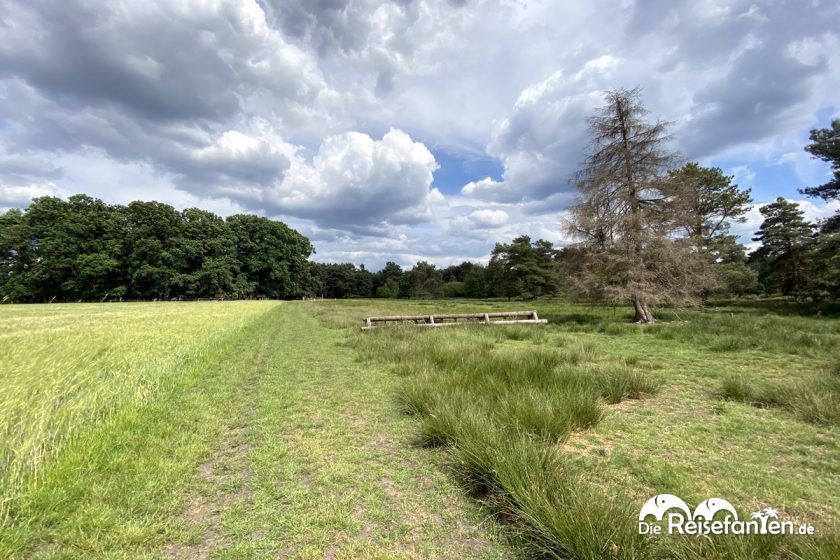 Typische Landschaft in der Lüneburger Heide