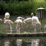 Auch Flamingos gibt es im Luisenpark Mannheim