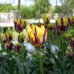 Auch Tulpen gibt es im Rhododendronpark in Bremen