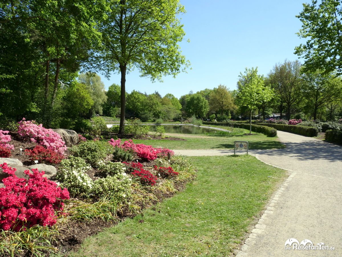 Ausnahmesweise mal eine Stelle mit wenig Blüten im Rhododendronpark in Bremen