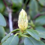 Eine geschlossene Blüte im Rhododendronpark in Bremen