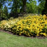Gelbes Meer im Rhododendronpark in Bremen