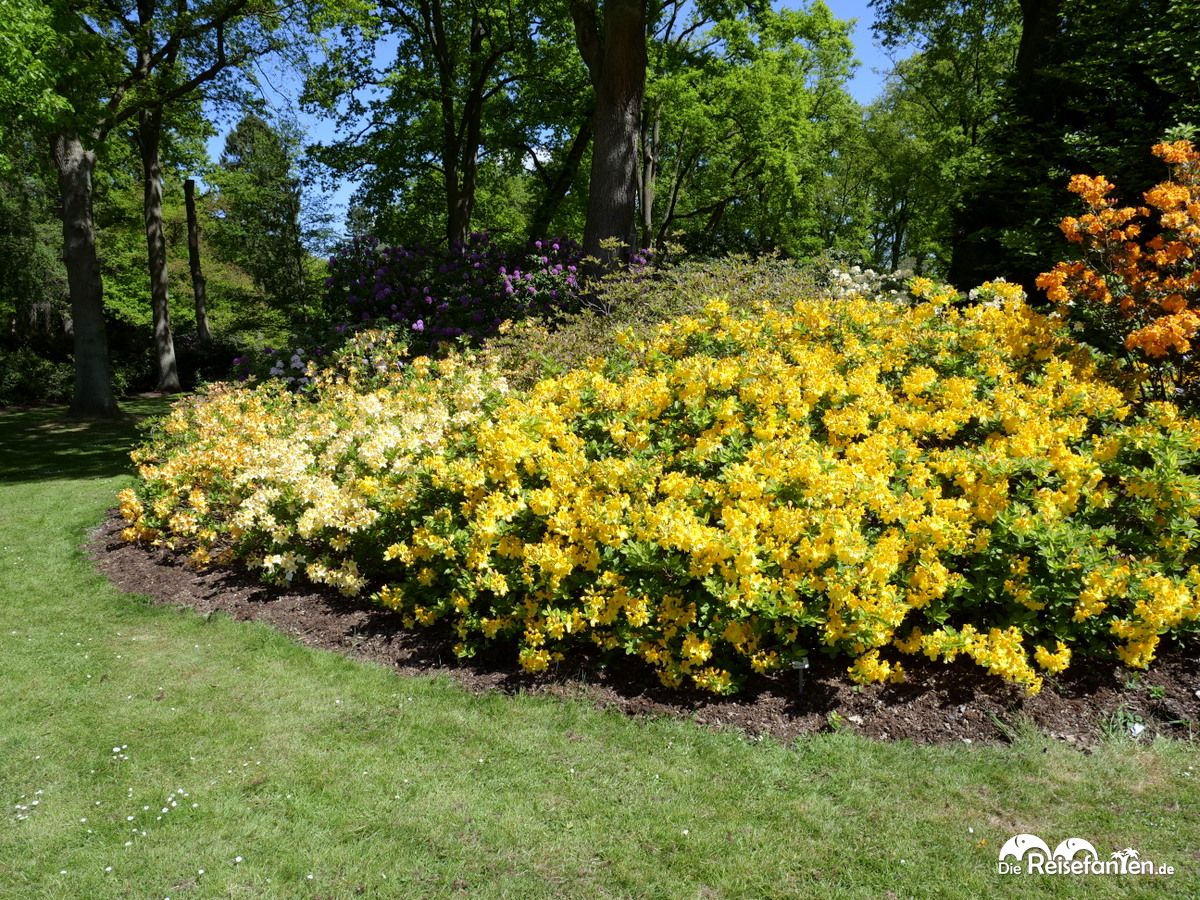 Gelbes Meer im Rhododendronpark in Bremen