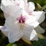 Im Rhododendronpark in Bremen blühen die Pflanzen in den verschiedensten Farben