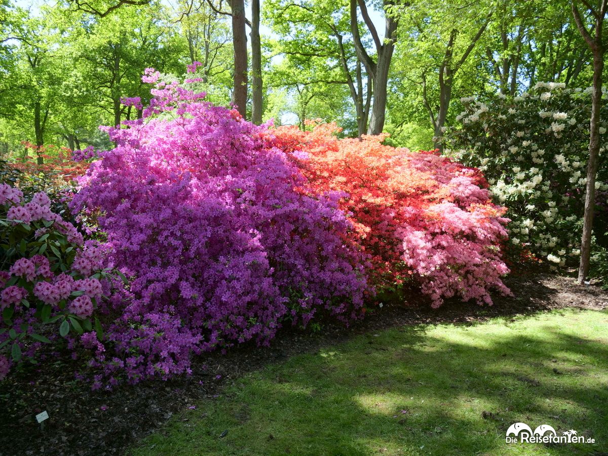 Unzählige Blüten im Rhododendronpark in Bremen