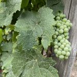 An der Deutschen Weinstraße wächst viel Wein