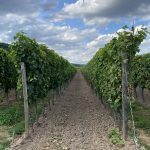 Blick auf die Weinstöcke am Ruppertsberg