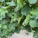 Prall gefüllter Weinstock