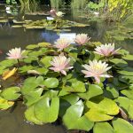 Seerosen im Luisenpark Mannheim 5